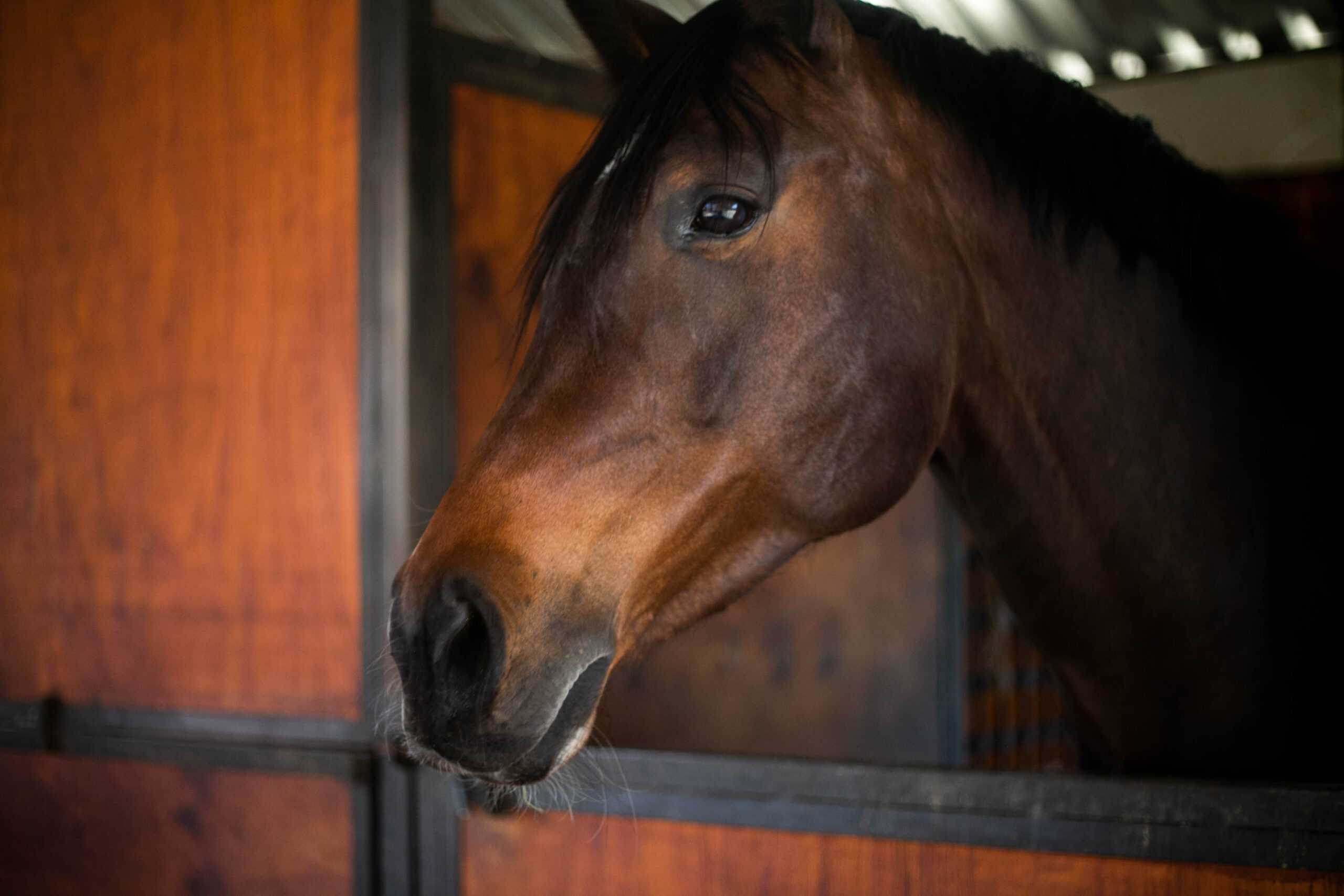 Stable Bedding